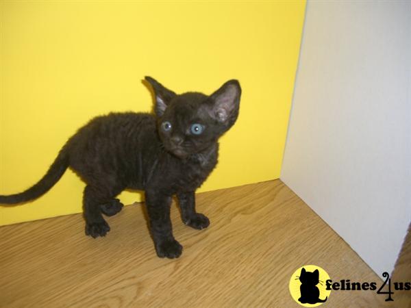 Black+devon+rex+kittens