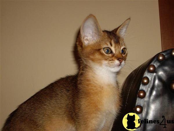 Purebreed Abyssinian Rudy Kittens