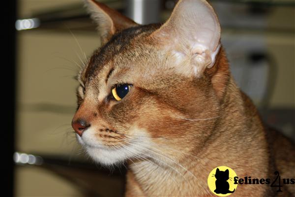 Abyssinian cat Rudy stud Service