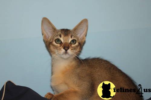 Purebreed CFA reg. Abyssinian Kittens