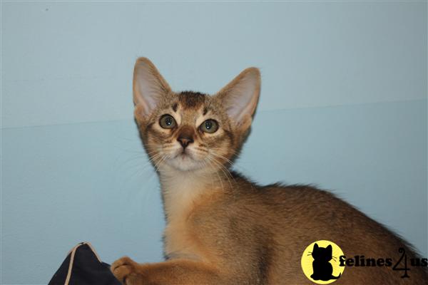 Abyssinian Kittens