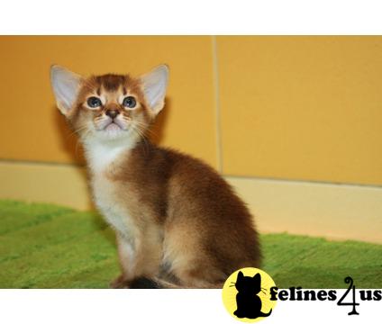 Purebreed CFA reg. Abyssinian Kittens