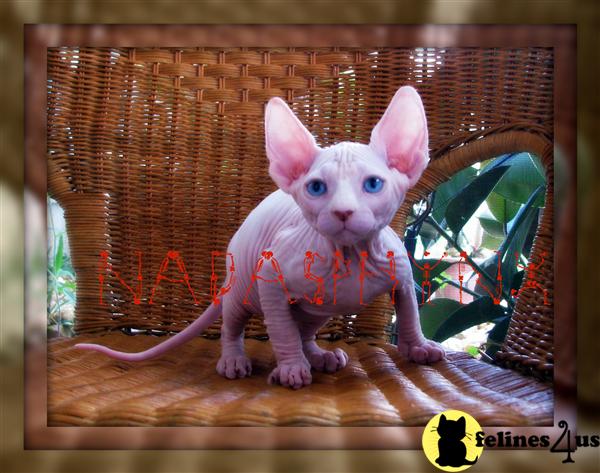 Kittens for Sale in Florida