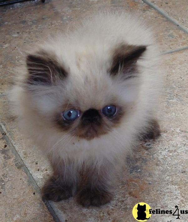 Himalayan Kitten for Sale Purebred Himalayan Kittens 10 Yrs and 4 Mths old