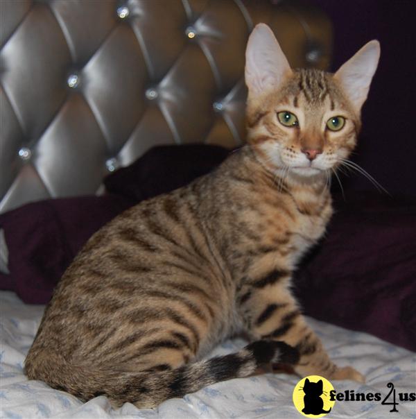 Savannah Kittens