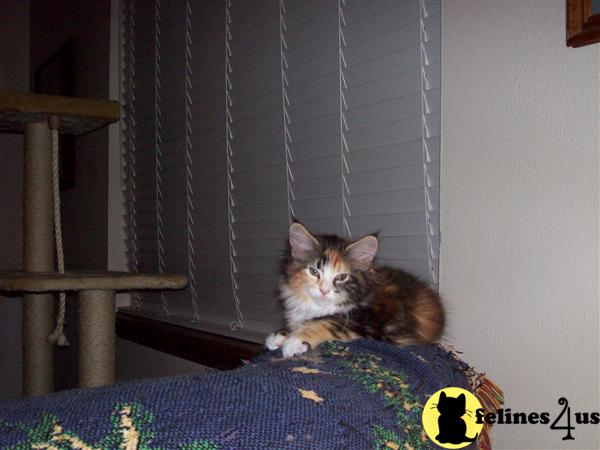 Maine Coon Kittens