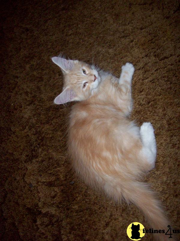 Maine Coon Kittens