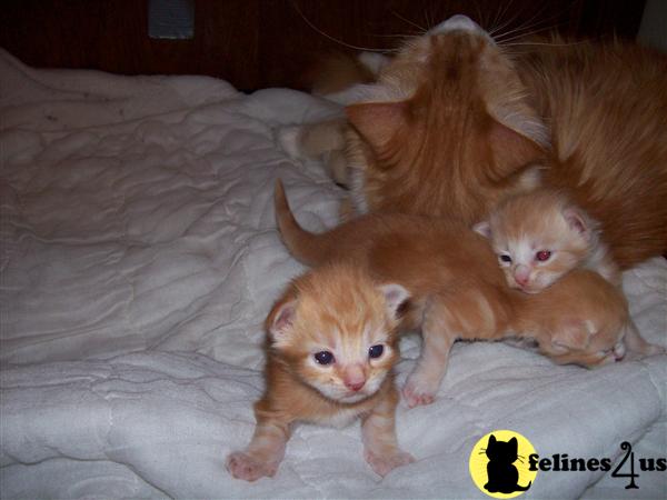 Kittens for Sale