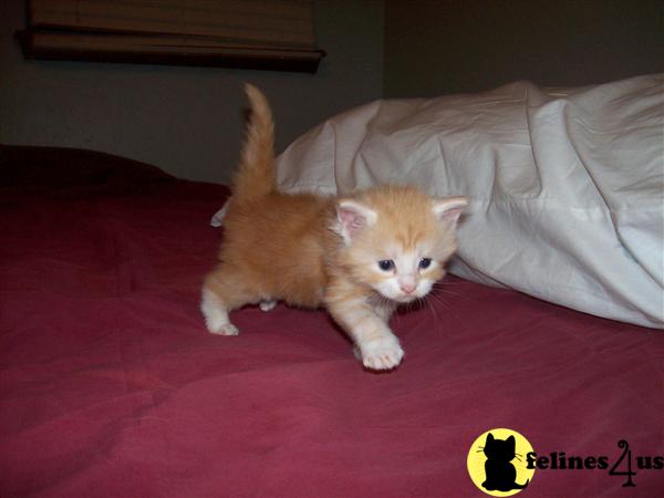 Kittens for Sale