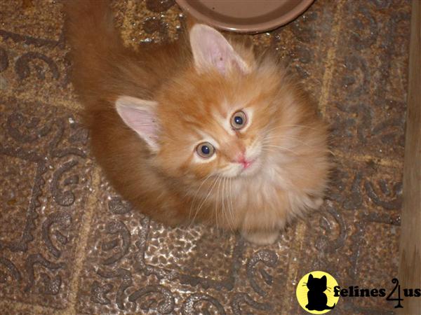 Maine Coon Kittens for Sale