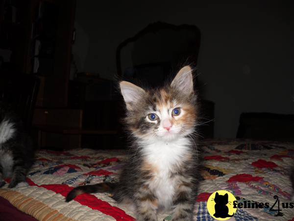 Kittens for Sale in Oklahoma