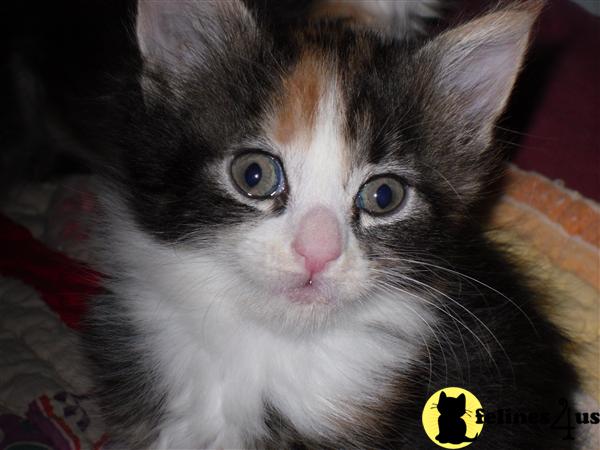 Kittens for Sale