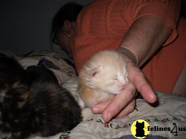 Kittens for Sale in Oklahoma