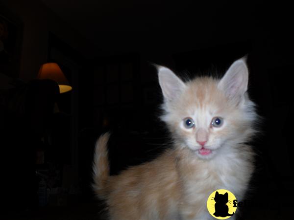 Maine Coon Kittens
