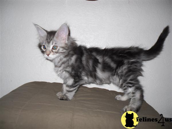 Maine Coon Kittens for Sale
