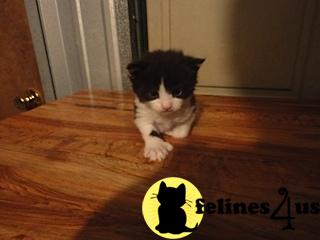Maine Coon Kittens