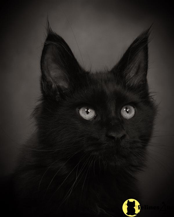 Spring Time Maine Coon