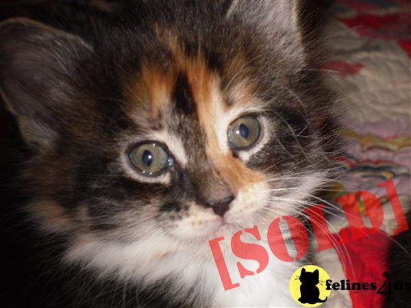 Socialized Maine Coon Kittens