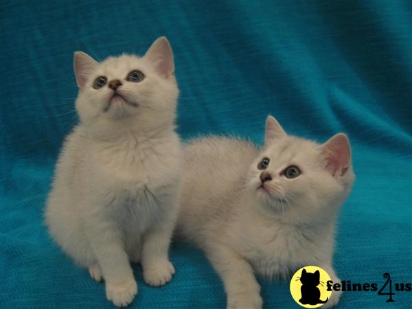 Kittens for Sale in California