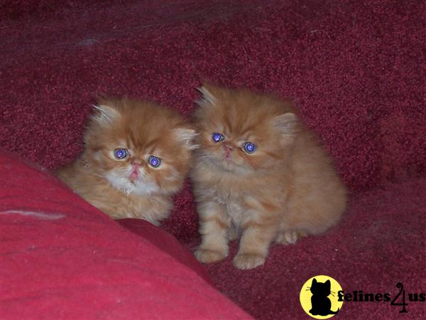 Kittens for Sale in Indiana