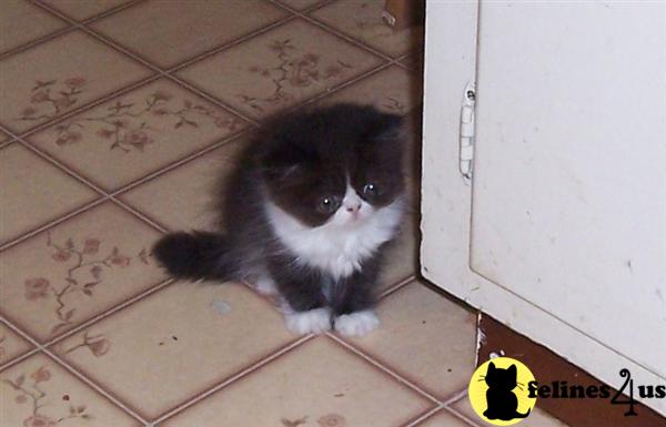 Kittens for Sale in Indiana