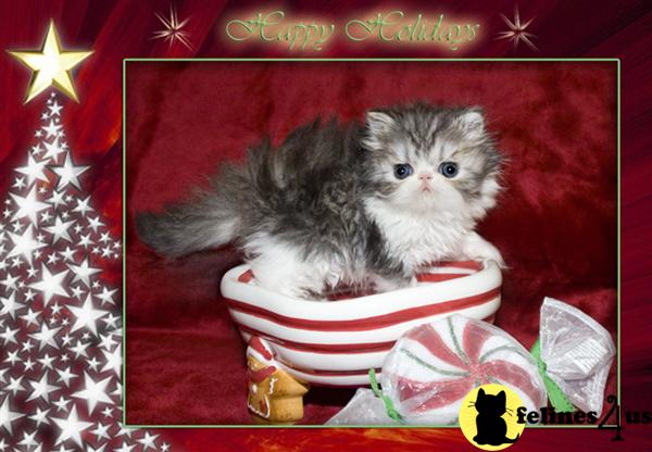 Persian Kittens