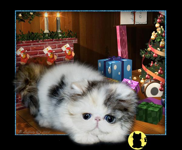 Persian Kittens