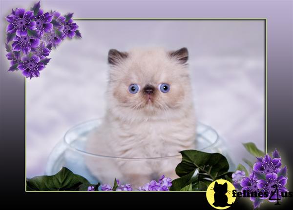 Himalayan kittens for sale