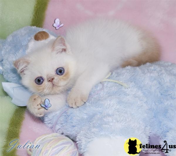 Kittens for Sale