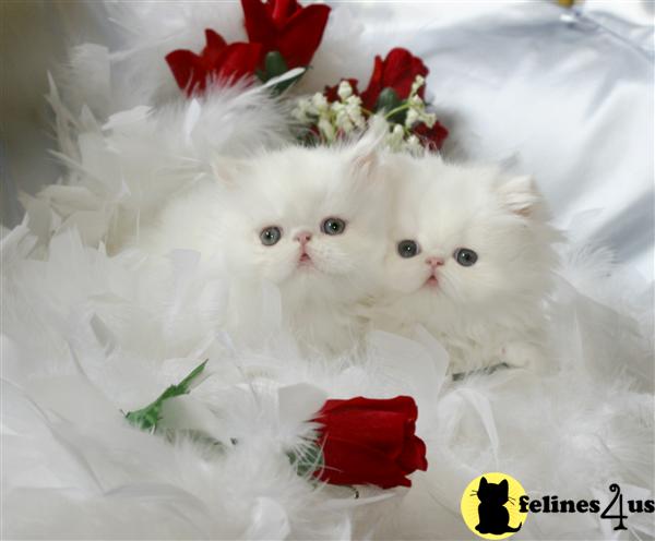 Kittens for Sale