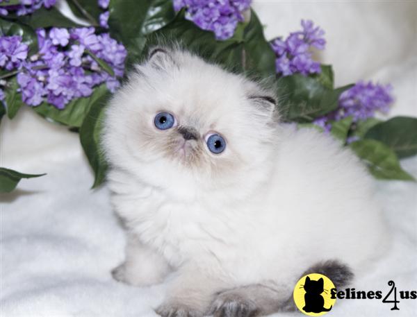 Kittens for Sale