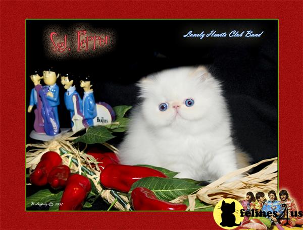 Kittens for Sale