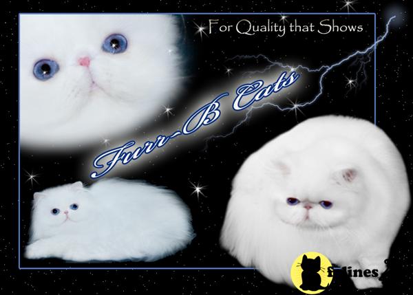Kittens for Sale
