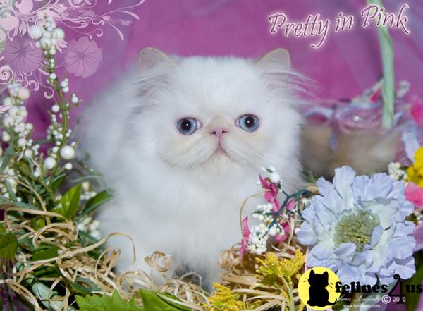 Kittens for Sale