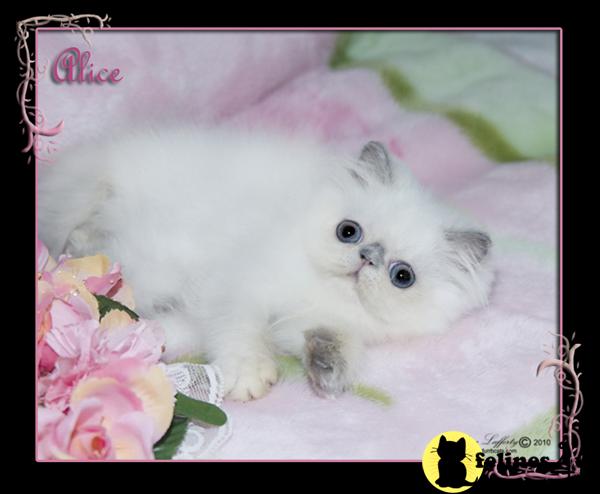 Kittens for Sale