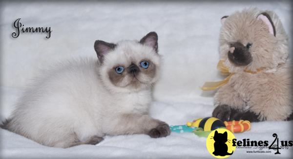 Kittens for Sale
