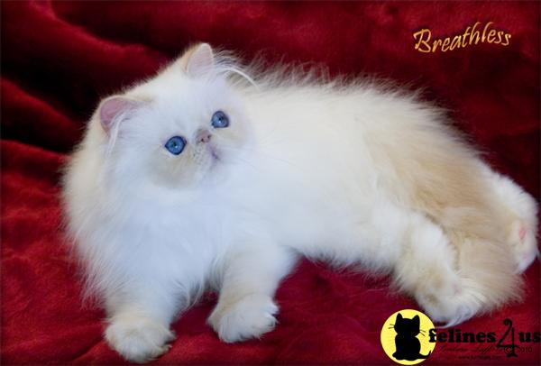 Kittens for Sale