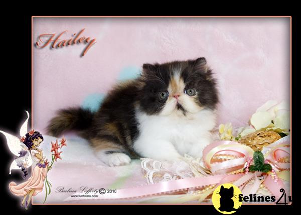 Kittens for Sale