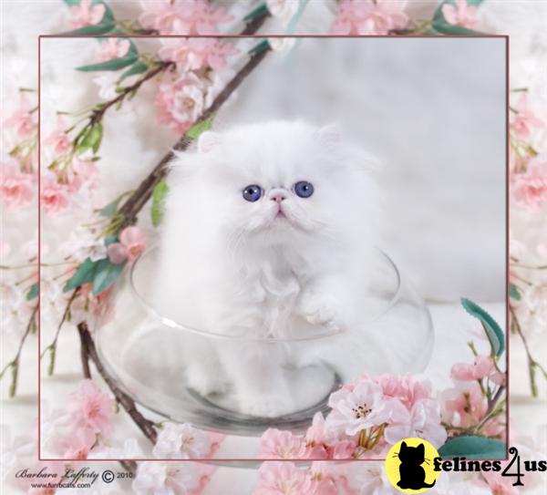 WHITE PERSIAN KITTEN WITH BLUE EYES