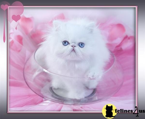Kittens for Sale