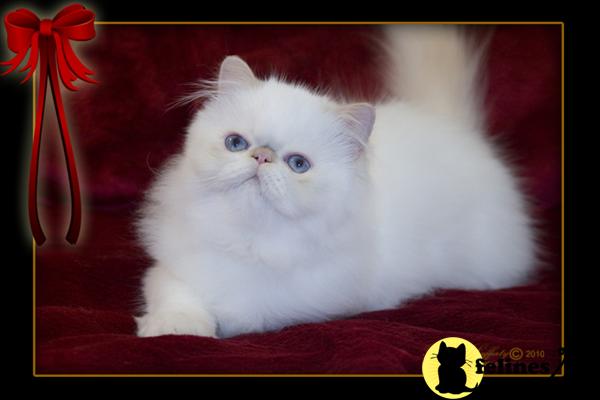 Kittens for Sale