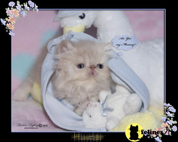 Kittens for Sale