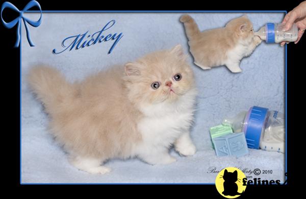 Kittens for Sale