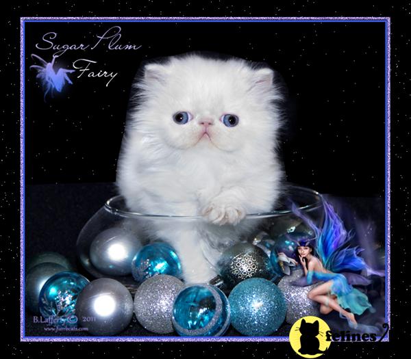 Persian Kittens