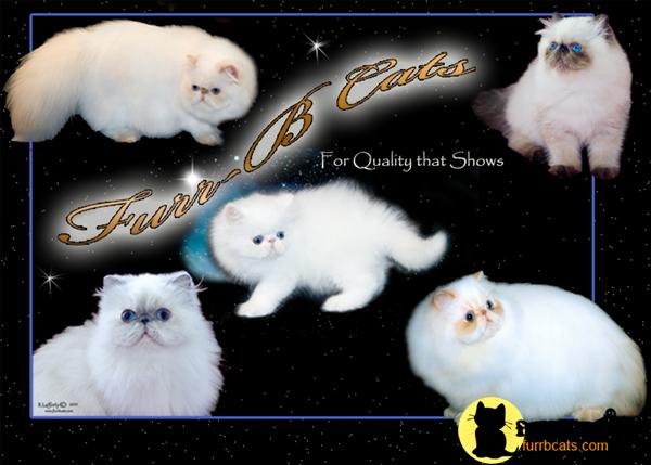 Himalayan Kittens in Florida
