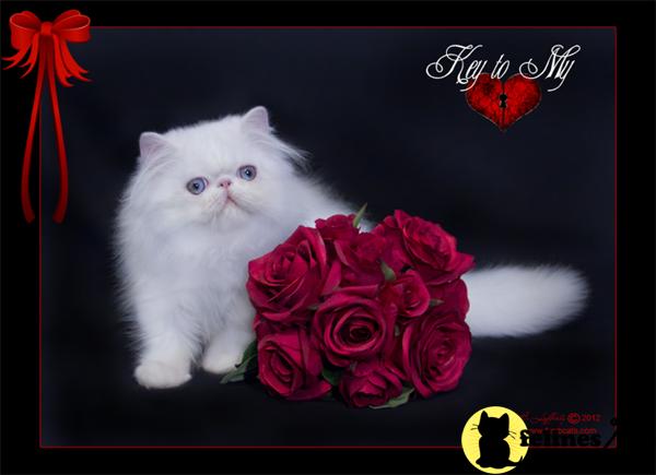 Persian Kittens