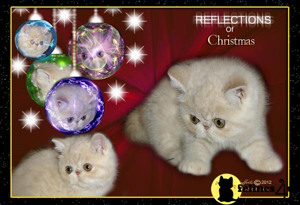 Exotic Shorthair Kittens