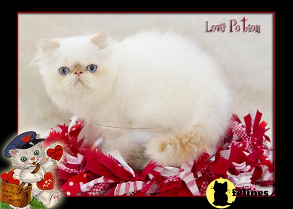 Himalayan Kittens in Florida
