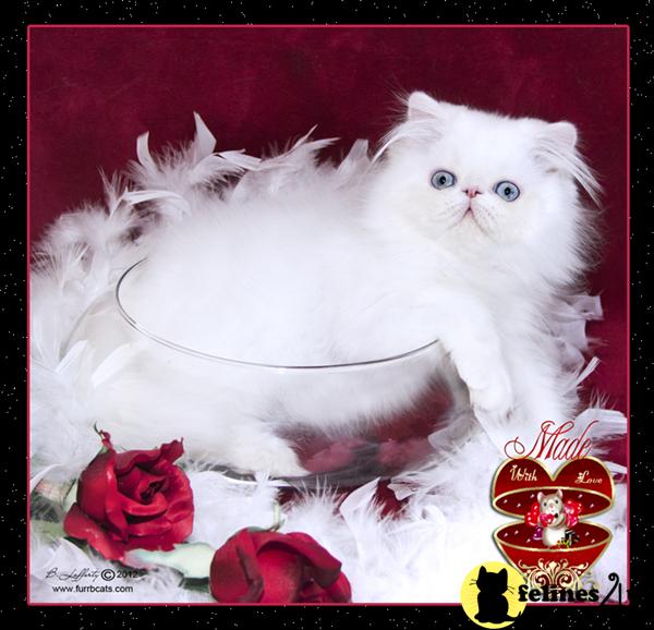 Persian Kittens