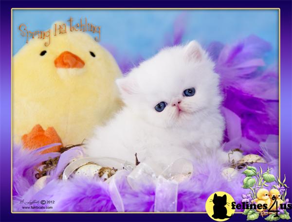 Kittens for Sale